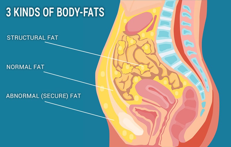 3-kind-of-fats-in-the-body